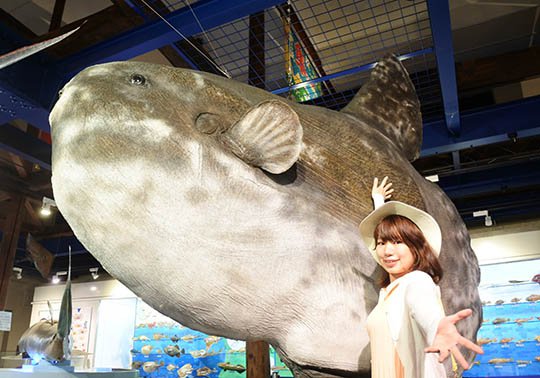 海とくらしの史料館 海とくらしの史料館 .jpg