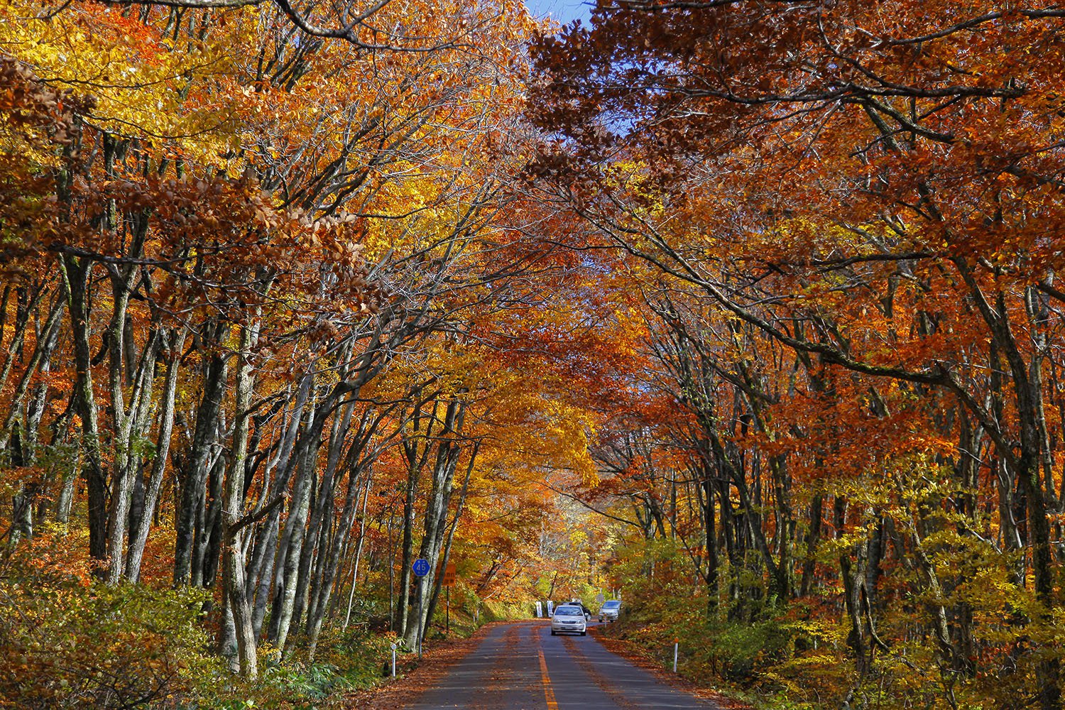 大山の紅葉
